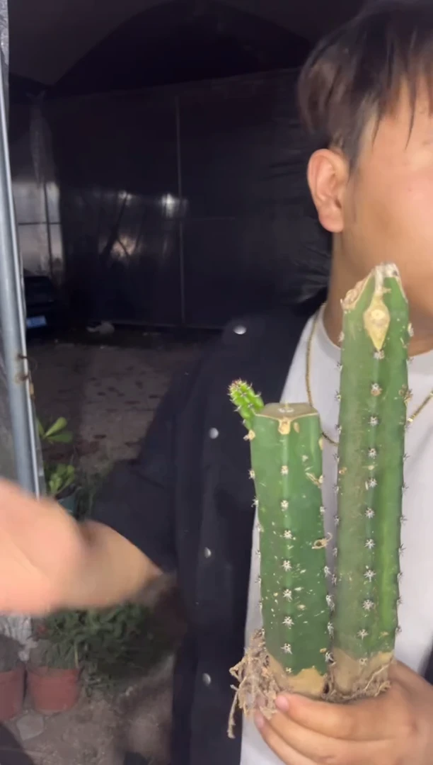 3颗 母本 秀普柱 不指定带侧芽