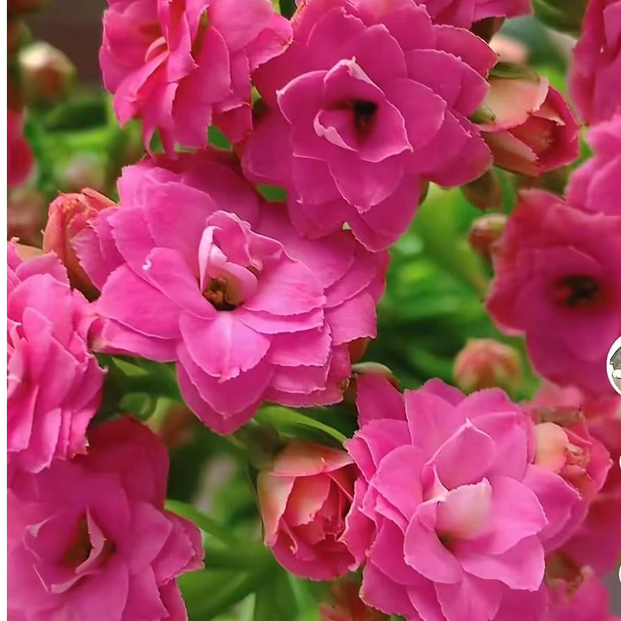 欧时利140#盆一盆三棵原盆原土