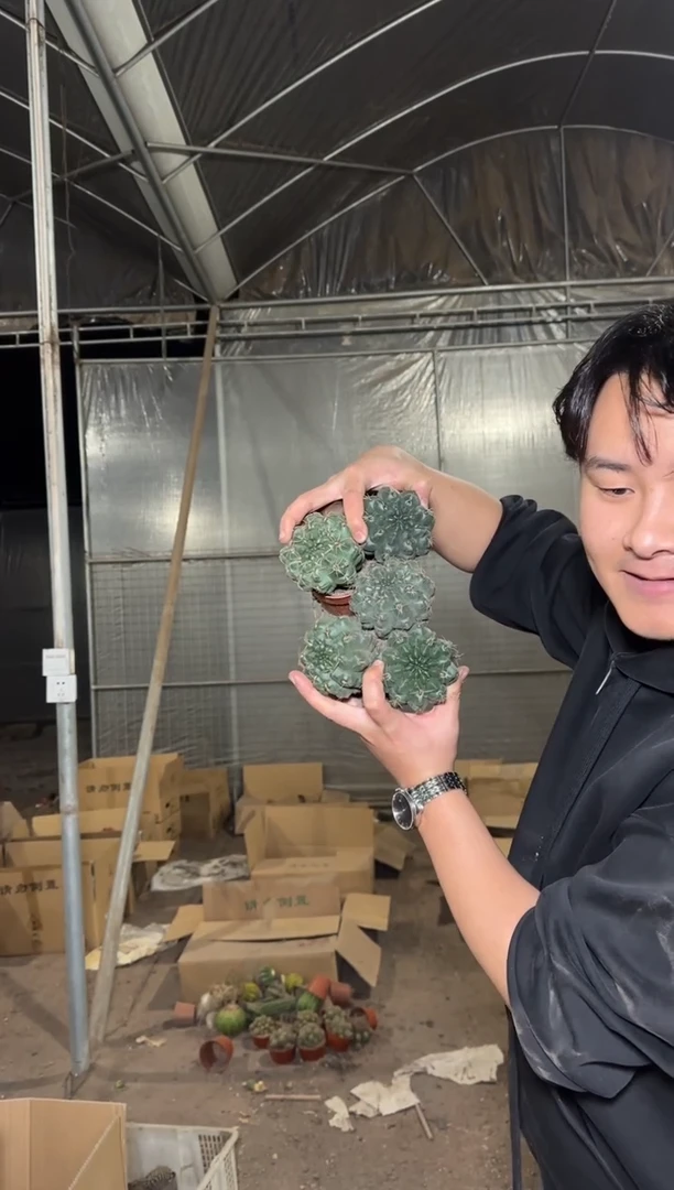 5颗 实生根 绯花玉 4-6cm