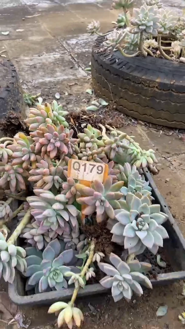 Q179多肉组合默认脱土发货