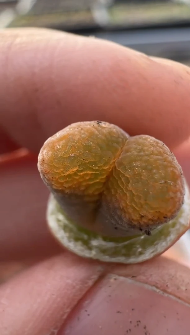 【闪购商品】7-502