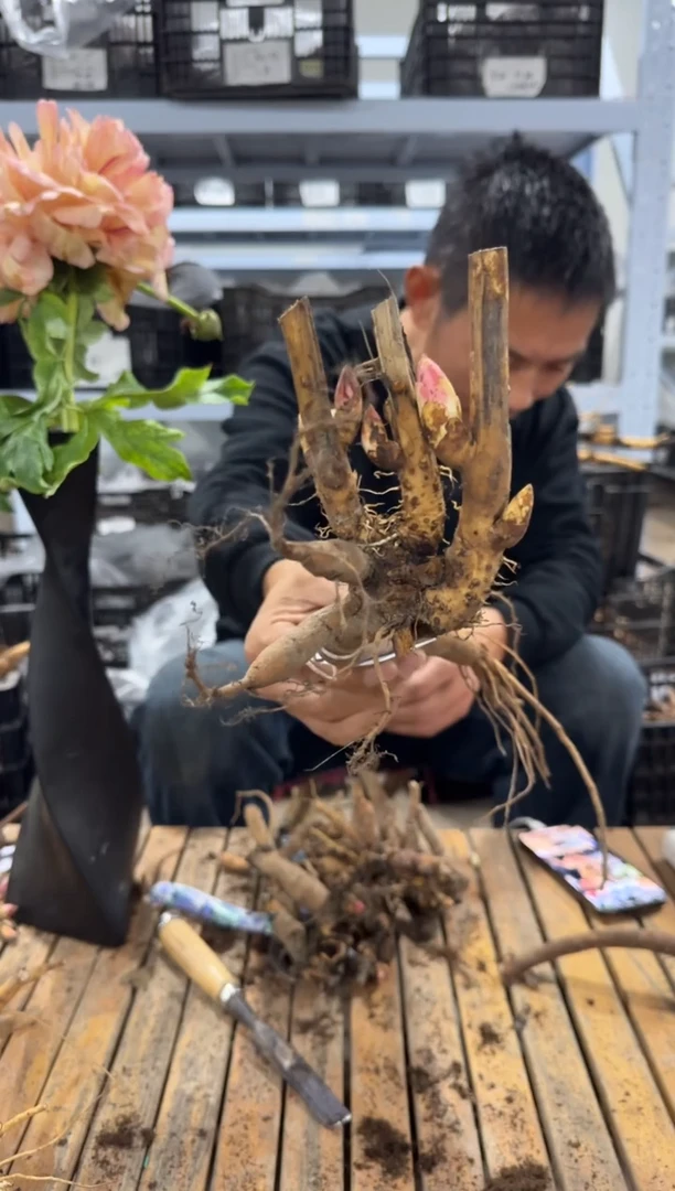 清****予白茶   168  珊瑚魔法