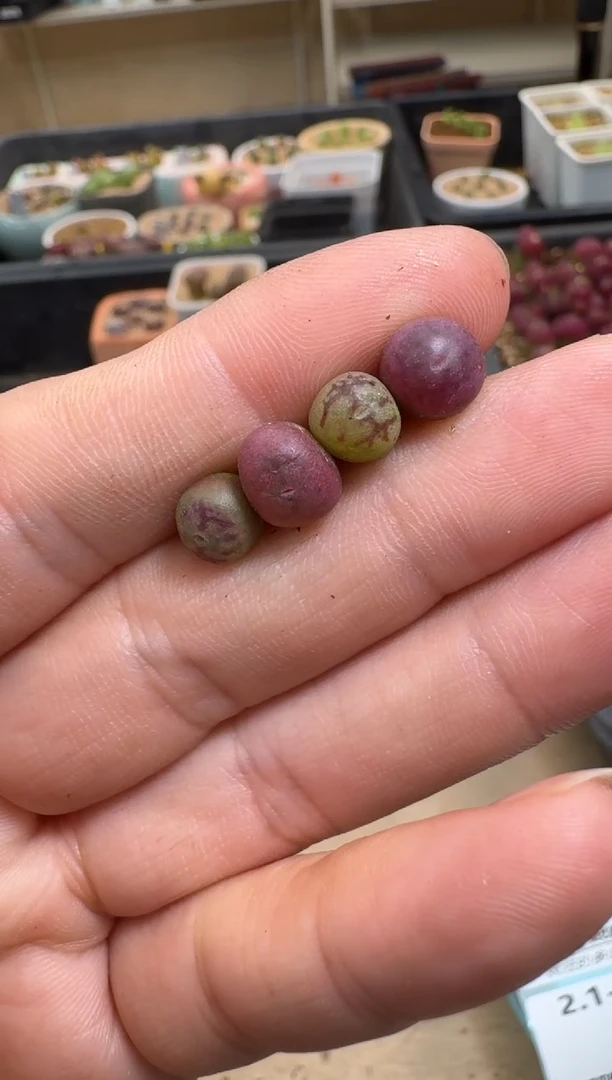 【闪购商品】1-71杂交一颗