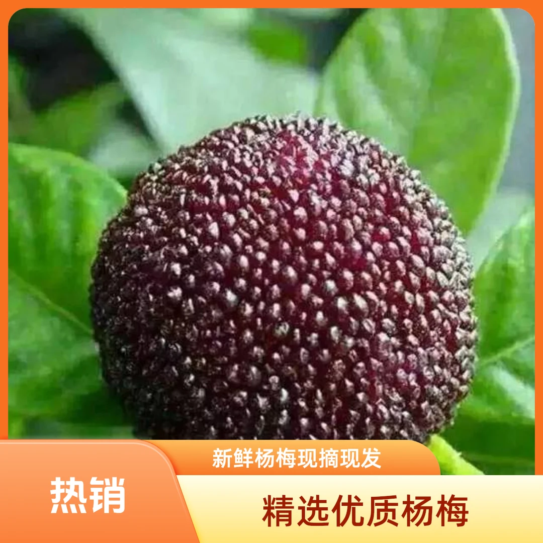 【助农】余姚杨梅荸荠种黑炭杨梅  送货上门