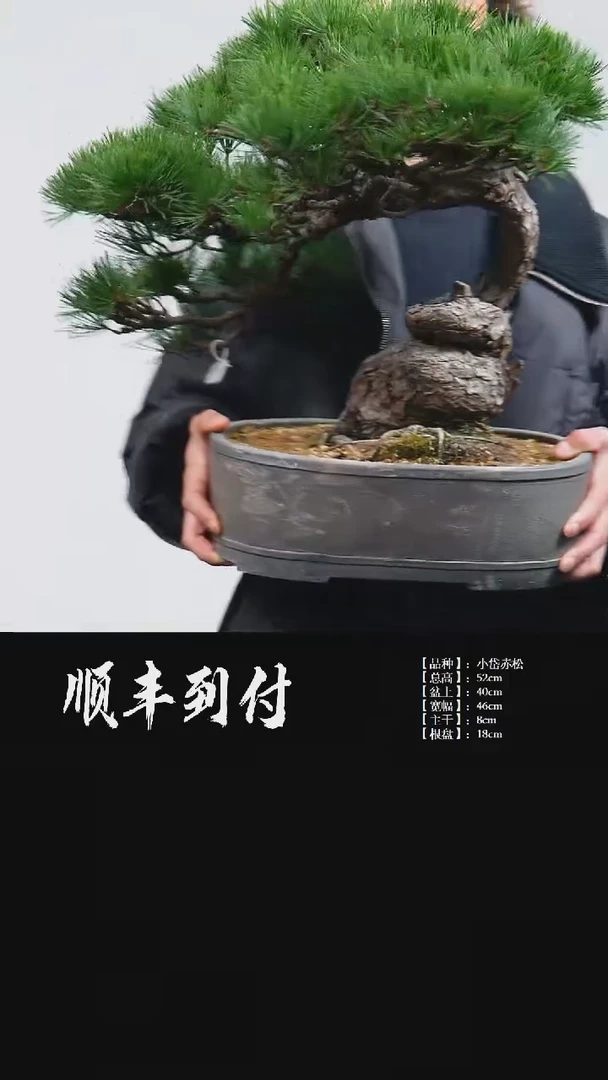 【闪购商品】·z094小岱赤松不baoyou