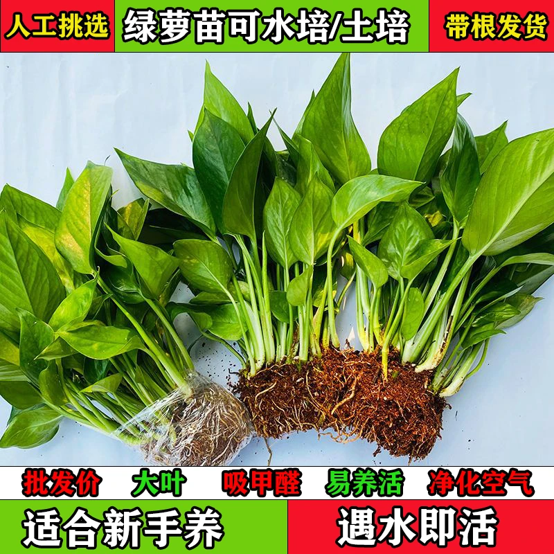 水培土培绿萝易养四季常绿卧室客厅办公餐厅净化空气特价基地批发