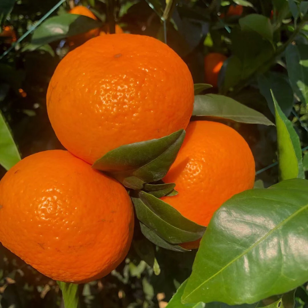 精品武鸣自家果园沃柑