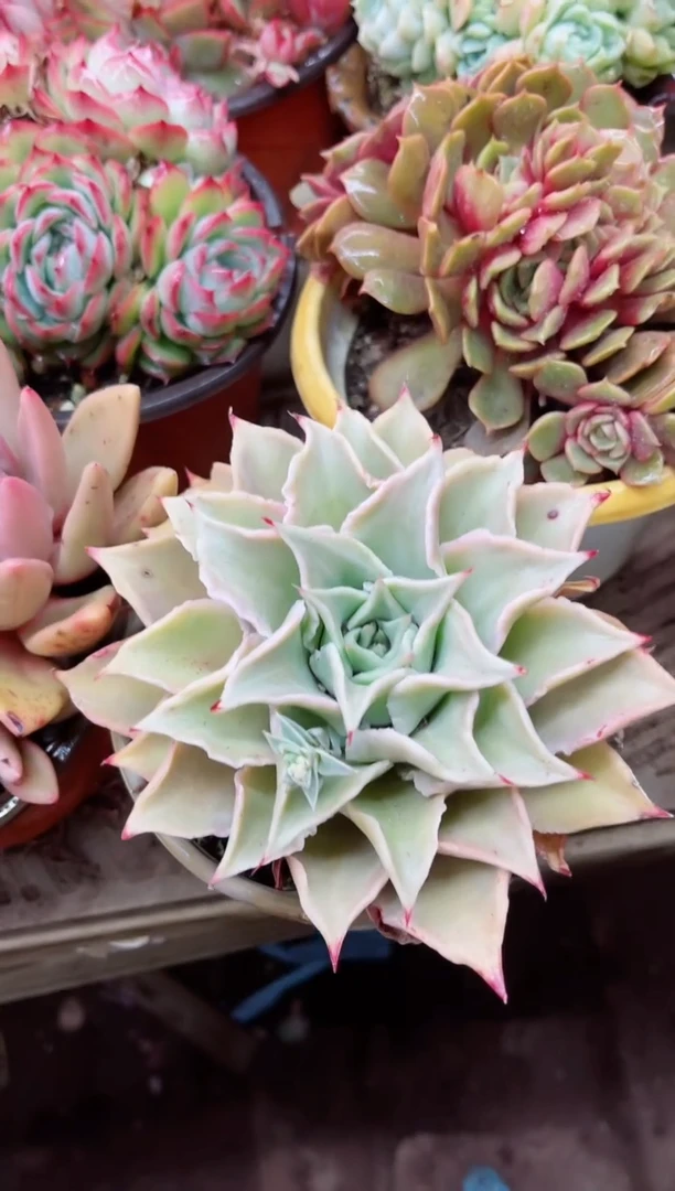 【闪购商品】09017