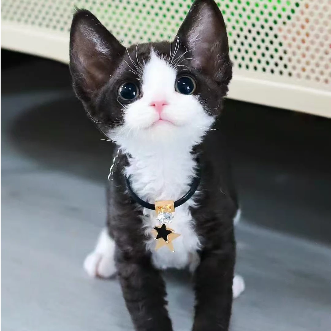 德文卷毛猫直播间纯白纯黑黑白开脸宠物猫高端繁育长毛蓝乳可爱