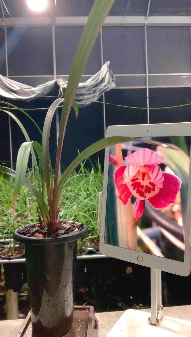 当前无花栽培后可以开花成****司红草