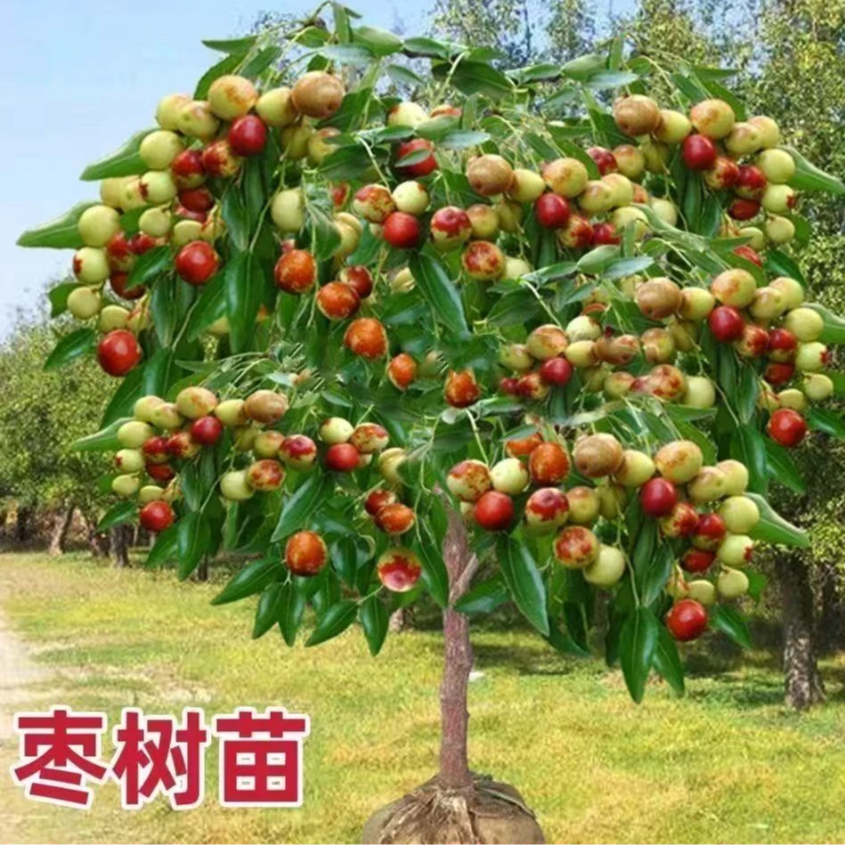 枣树苗嫁接新品种特大脆甜冬枣树苗沾化冬枣树苗大荔冬枣树苗活苗
