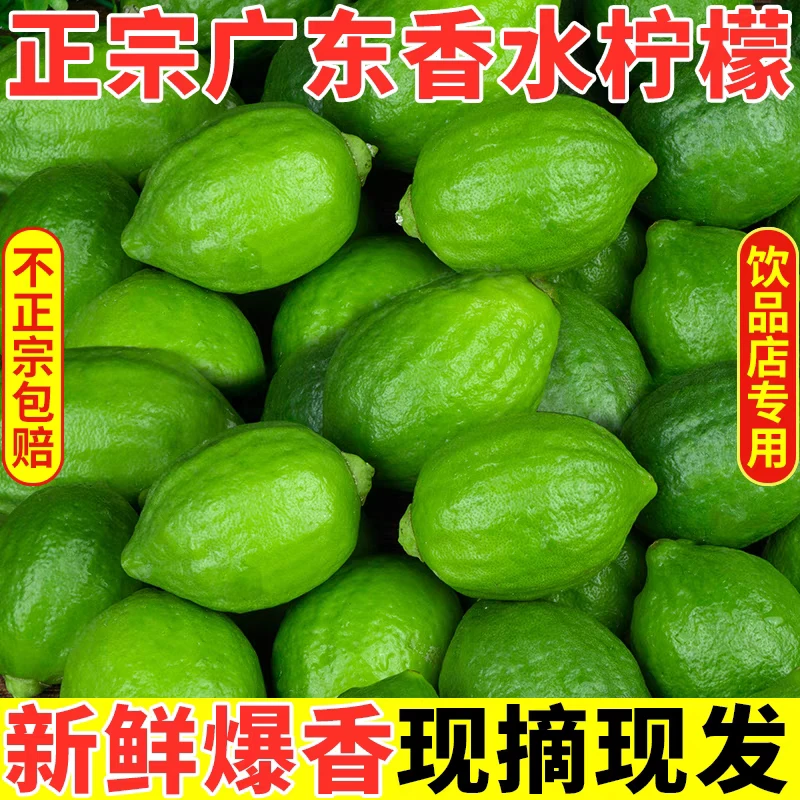认准广东产地果园现摘现发香水柠檬大果柠檬茶专用果广东香水柠檬