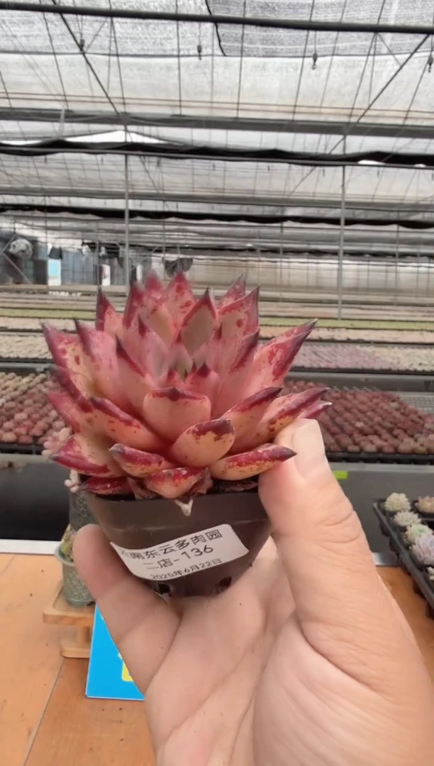 东云多肉园二店-136