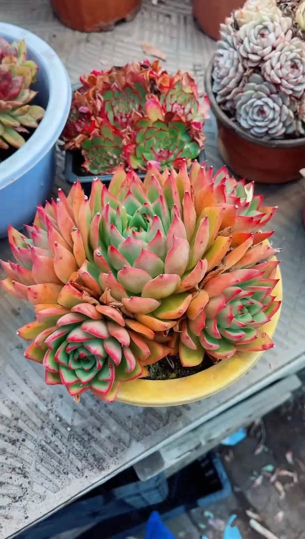 【闪购商品】07122