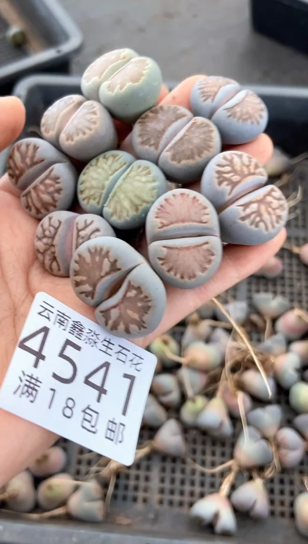 4541特价菊纹章有疤瑕疵发货1颗量拍