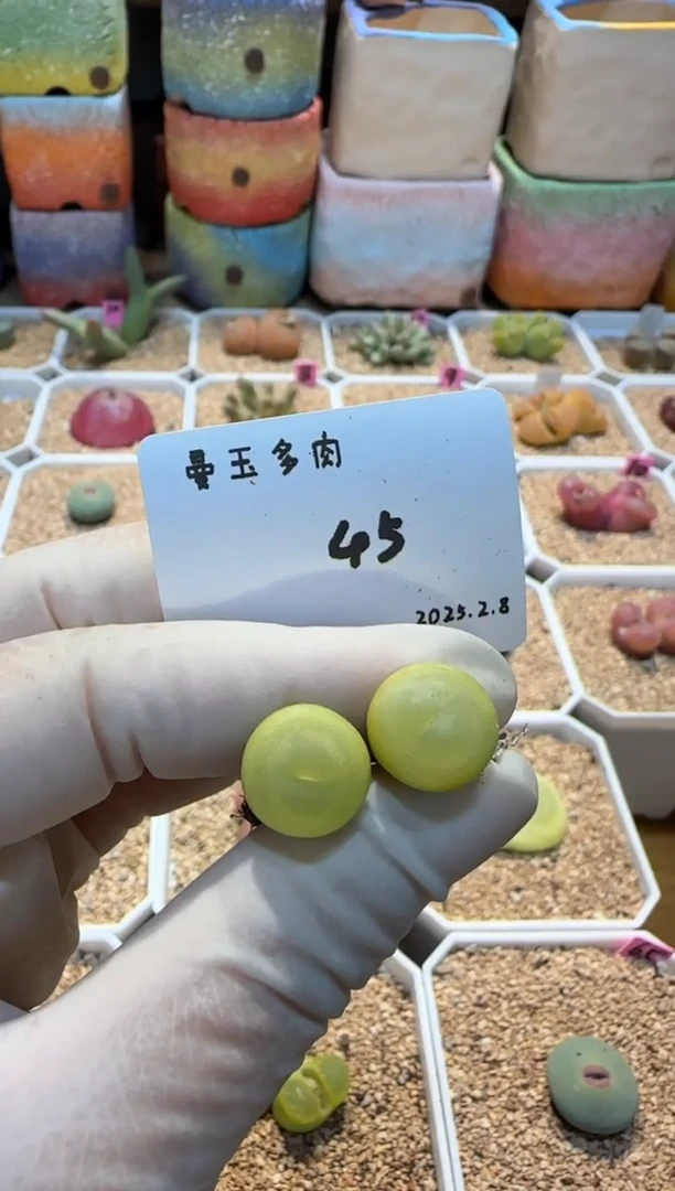 【闪购商品】25.2.8-45