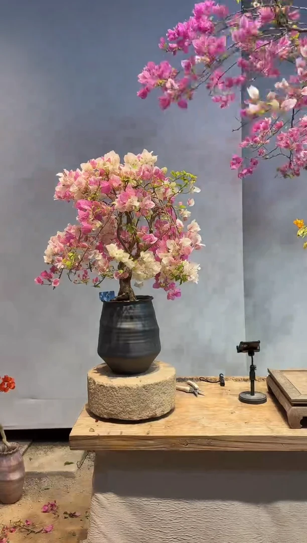 以实际为准三角梅65