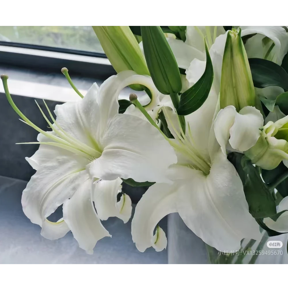 【到店自取】共9个头白色香水百合（些许瑕疵，介意勿拍）