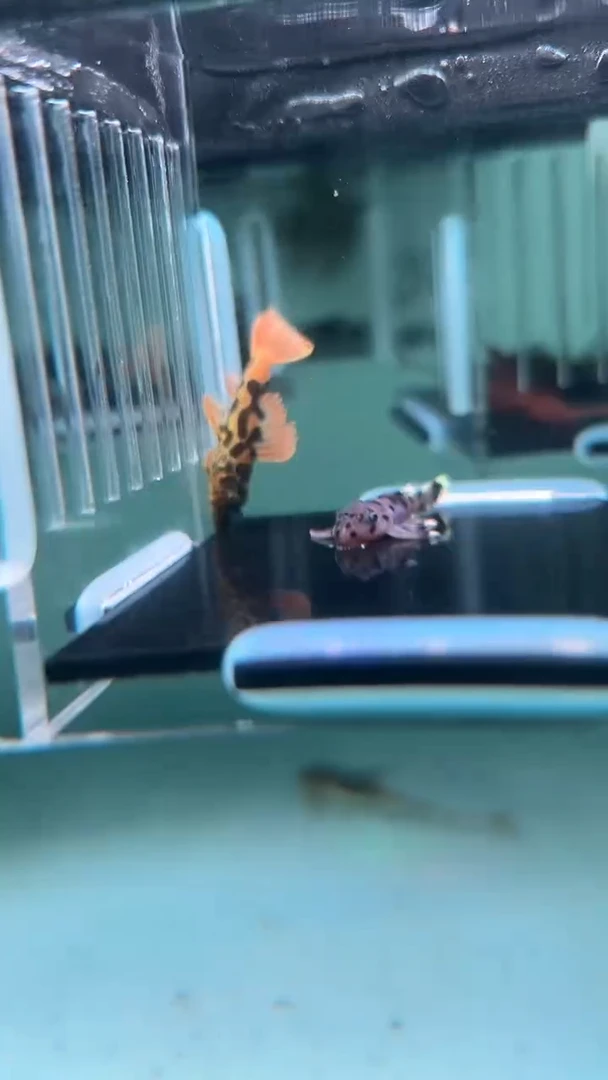 清道夫鱼2-024 瑕疵帝王血钻和瑕疵老鼠斑各1条 尺寸3-3.5厘米