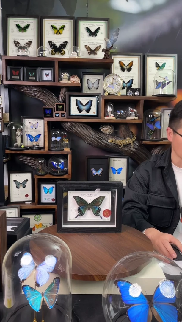 绿带翠凤蝶夏型【8寸黑框】-国风版