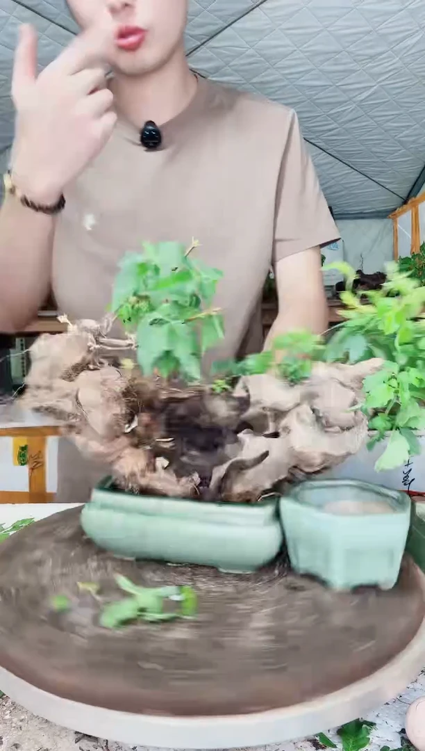 完全开放（编号：012）（价格：36）黄荆盆景到手一颗