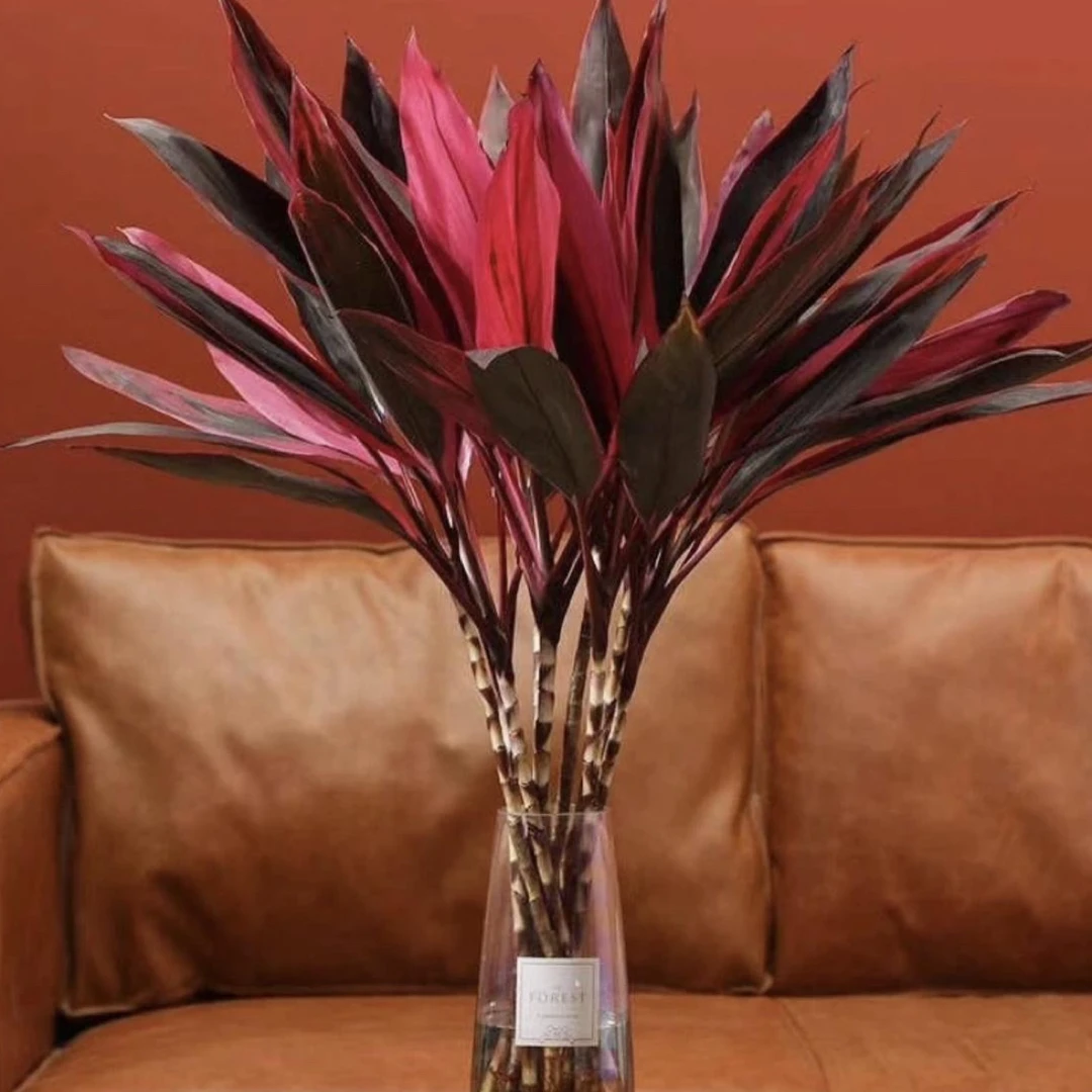 【A级精品】鸿运竹红朱蕉紫竹鸿运当头年宵花室内室外简单好养