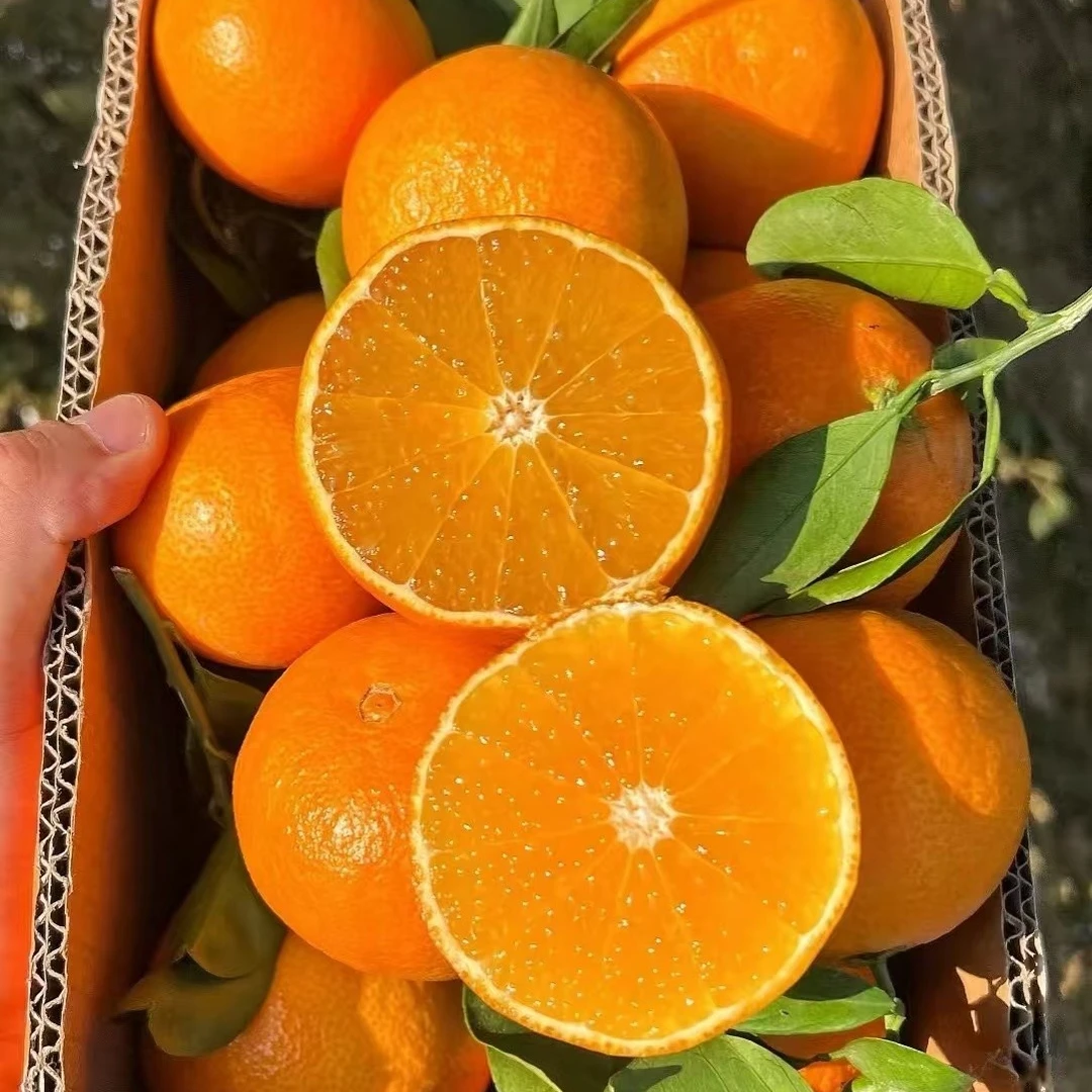 【爱媛38果冻橙】又叫红美人 果子很大 非常好吃 非常甜 南北方种植