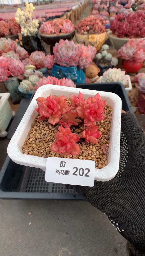 202苹果叶多肉植物一物一拍