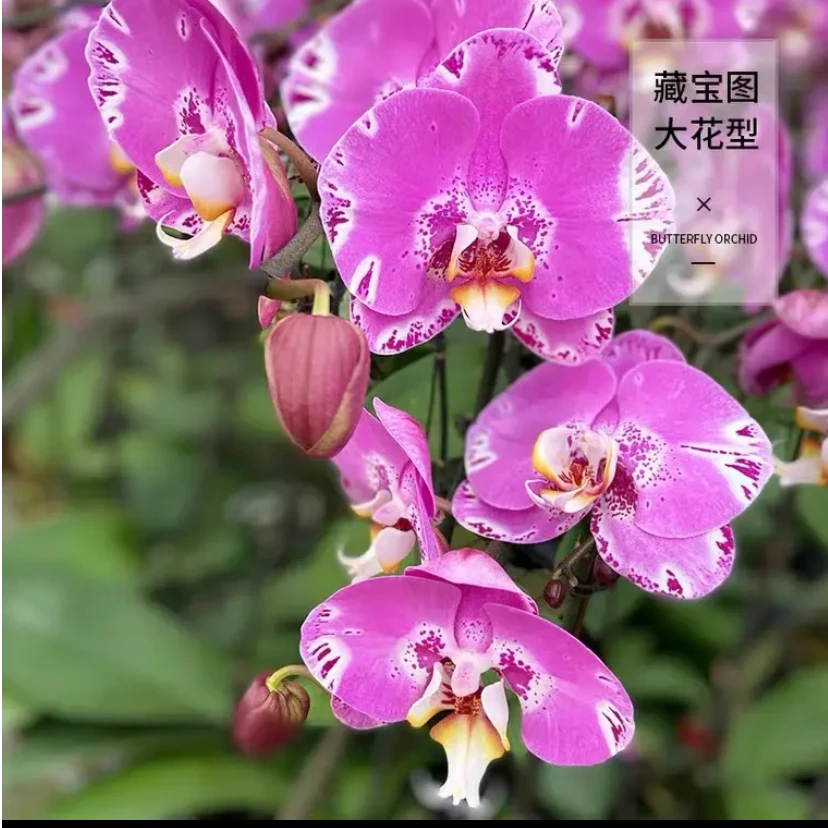 【经典大花带剑】【藏宝图】2.8杯金奖蝴蝶兰有返祖概率满两颗发货