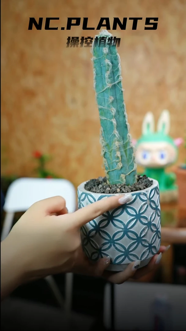 无花朵蓝蜡烛（615福利