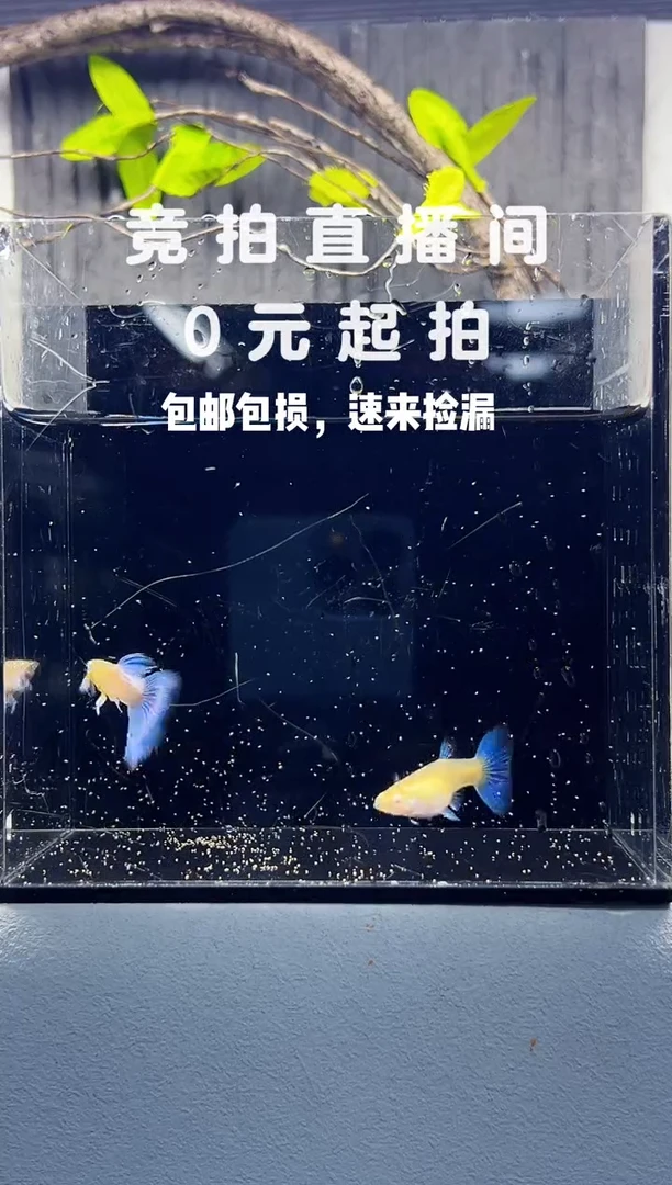 孔雀鱼蓝白飞船种鱼一对