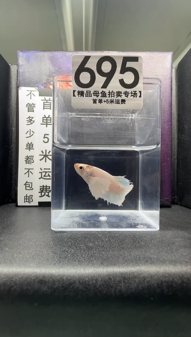 斗鱼母鱼编号：695