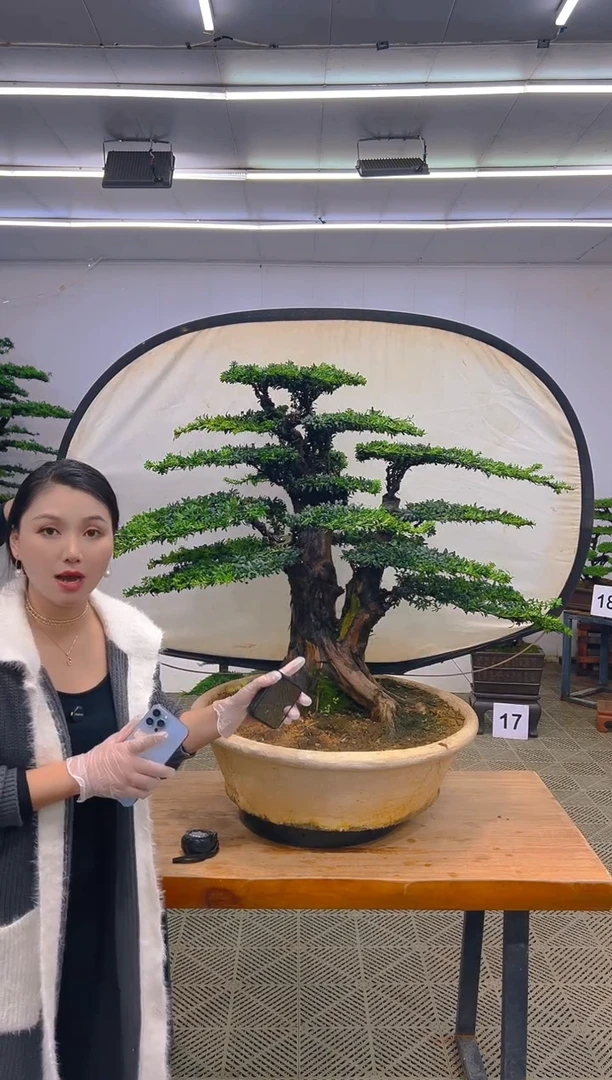 无花朵一物一拍一物一拍