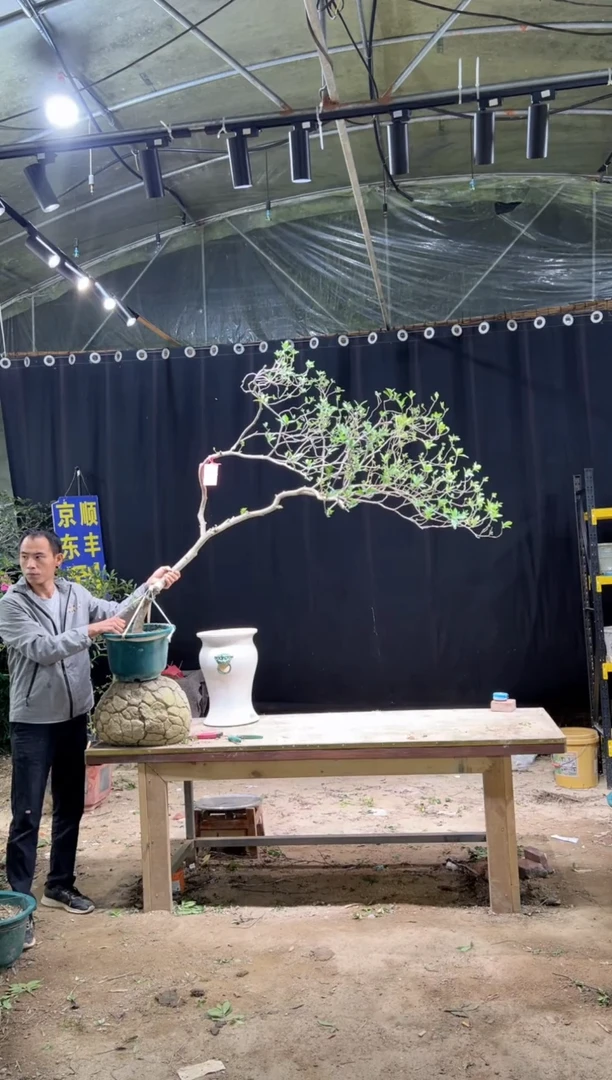 当前无花朵，栽培后可花朵神****9  海岛栀子花