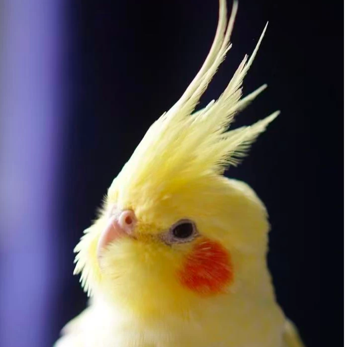 断奶手养玄凤直播链接