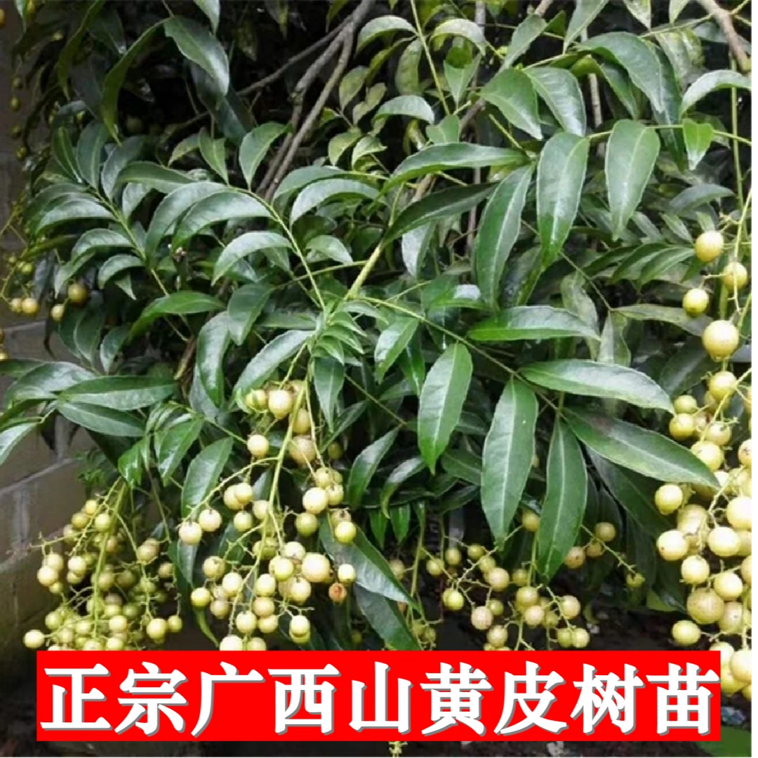 正宗野生广西山黄皮树苗嫁接鸡皮果苗佳果厨房大料叶子可做调味料