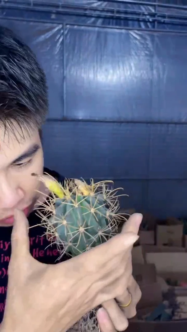 实生根 黑罗刹 7-10cm