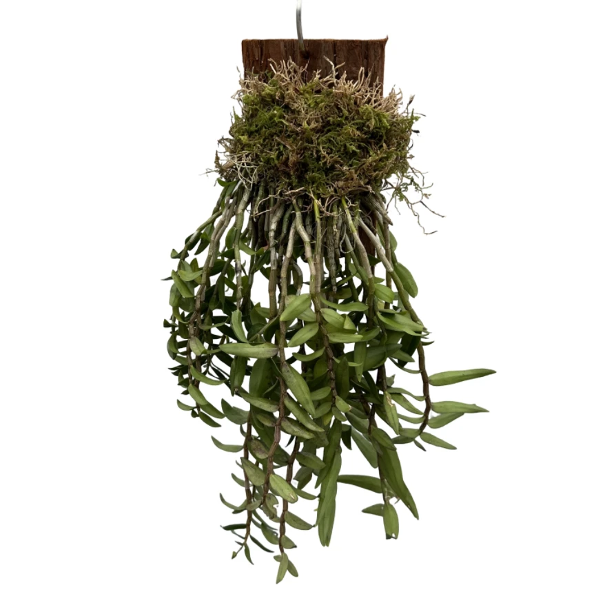 铁皮石斛苗木板种植兰花绿植花卉盆栽观赏可食用泡茶