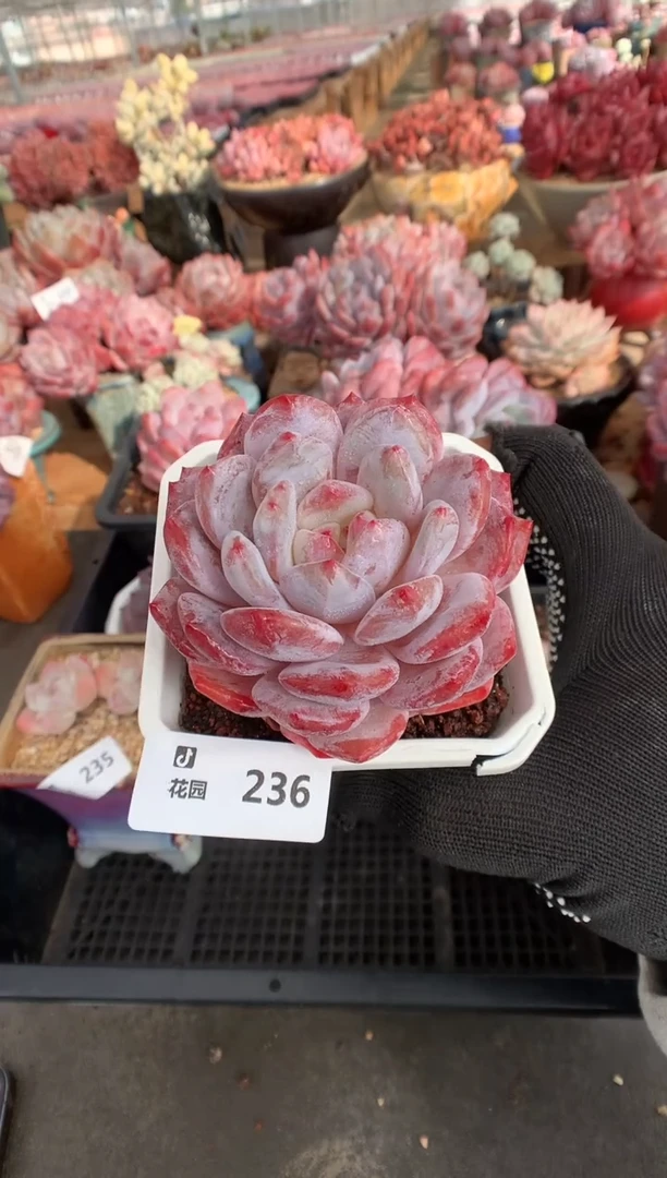 236紫皮橙多肉植物一物一拍
