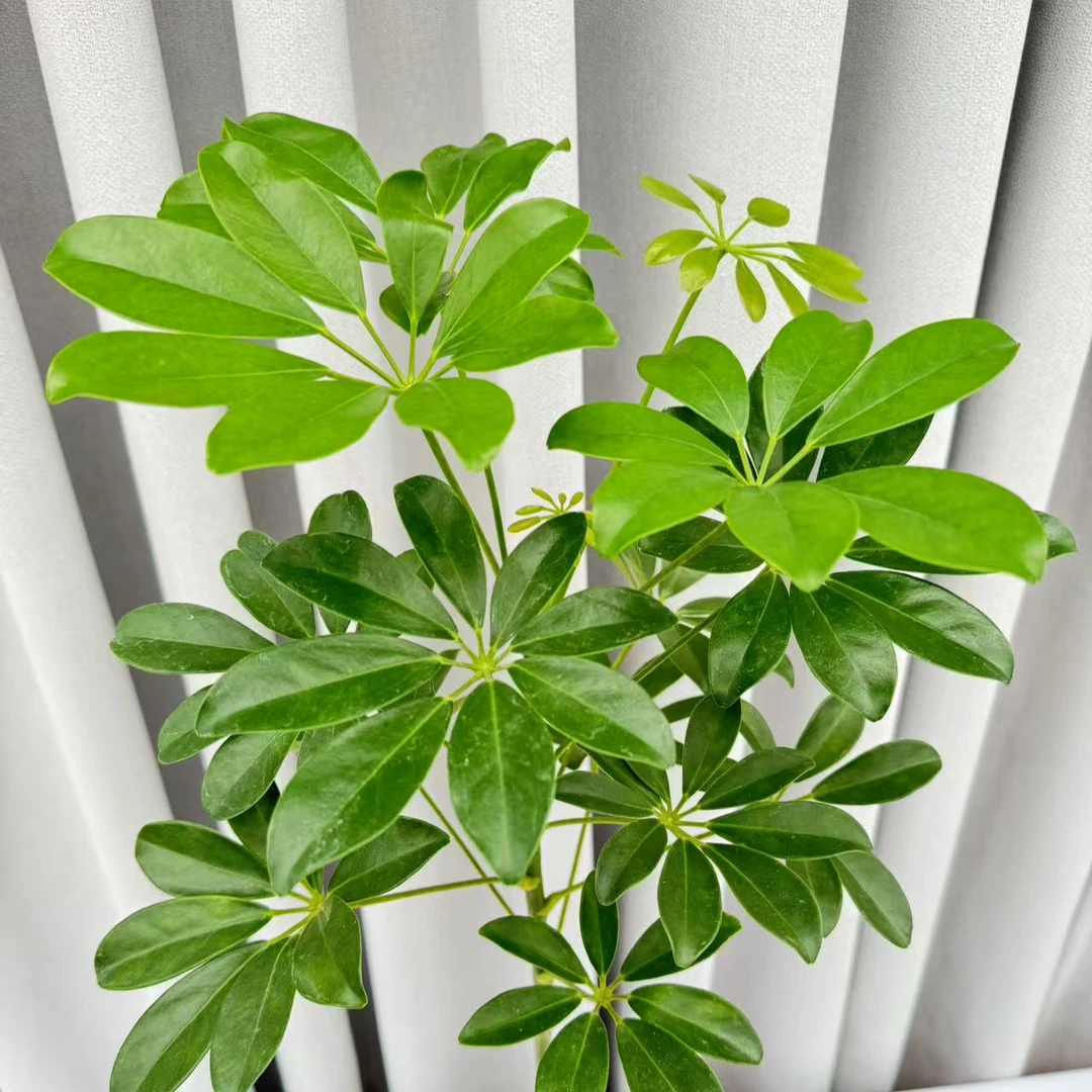 招财树鸭脚木棒棒糖带原盆原土发货四季常青好养活的懒人绿植