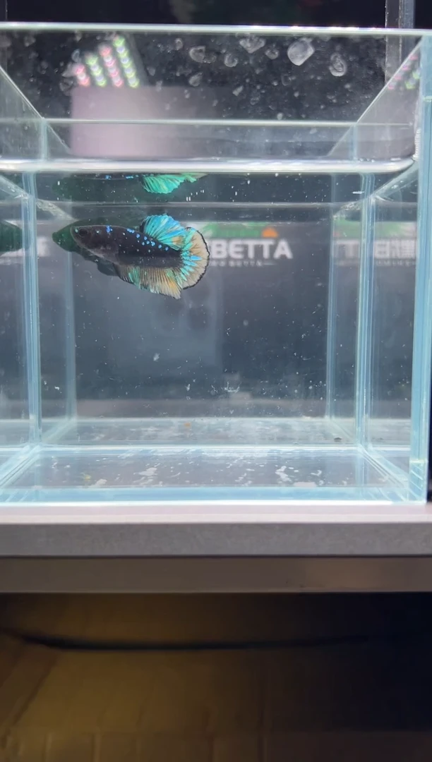 海水鱼知默精品印尼斗鱼