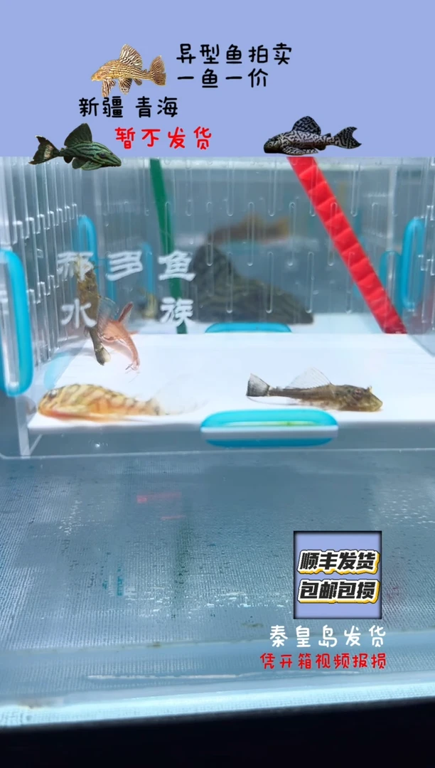 清道夫3-5不包入缸损114