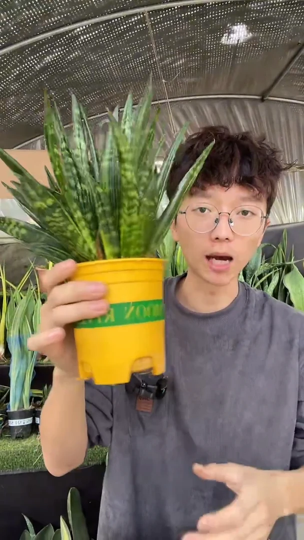 贝壳带.盆土18.8