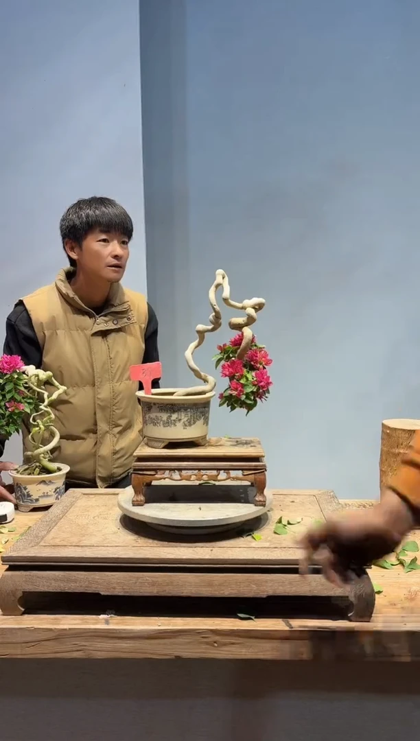 全部花朵相****N三角梅39