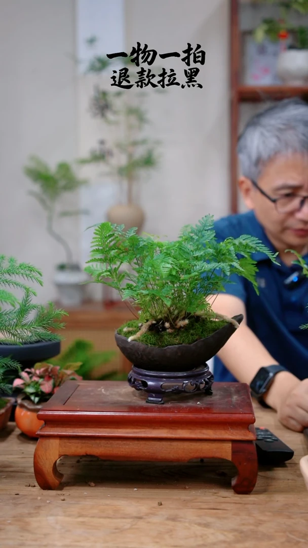 完全开放用****8狼尾蕨735
