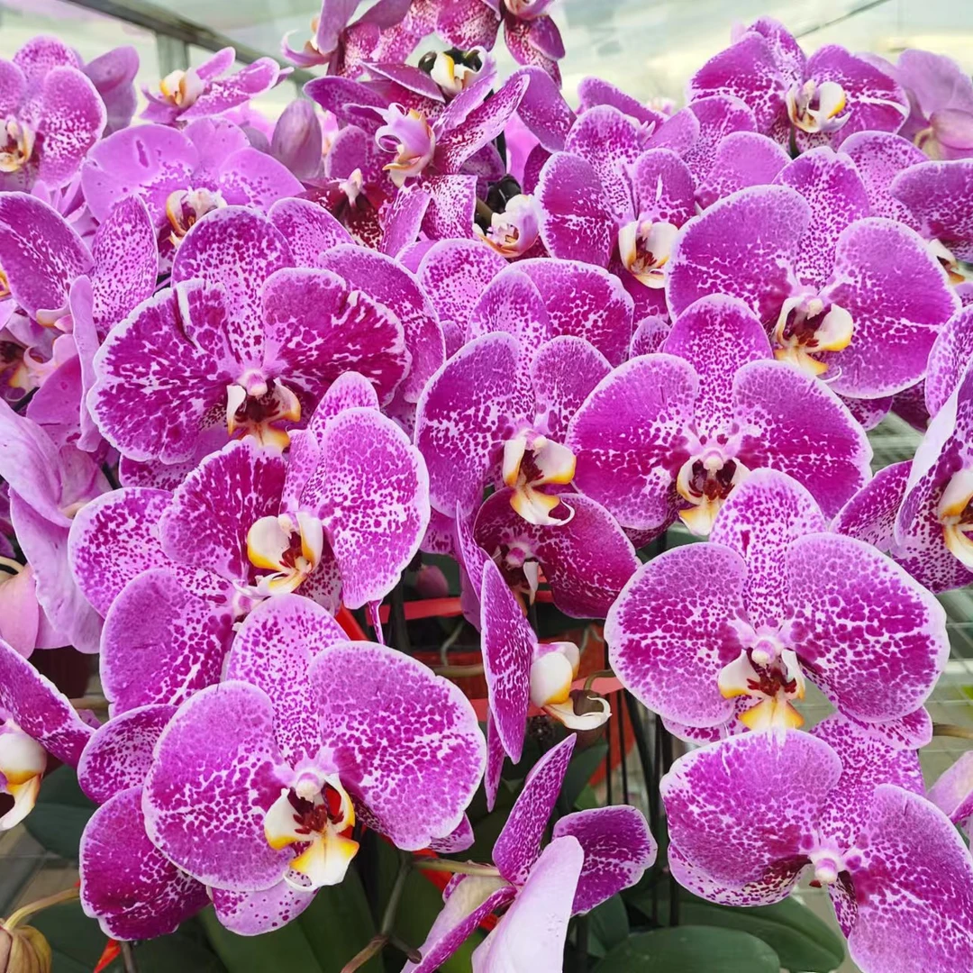 （仅自提）精品蝴蝶兰小花型10颗