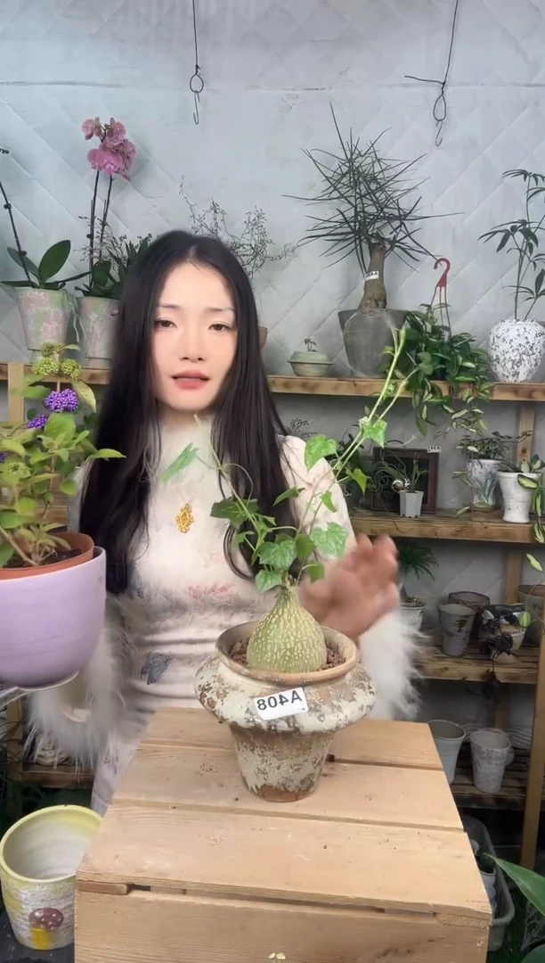 无花朵408银叶睡布袋加盆一套