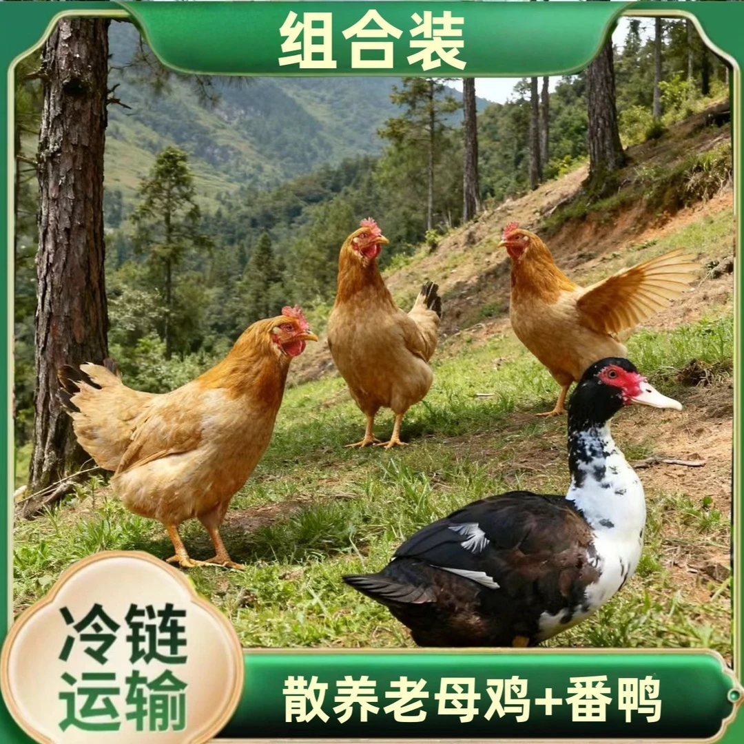 【竹林土鸡】3只2年老母鸡+赠1只番鸭 共4只净重10-11斤 支持试吃