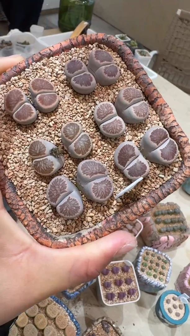 126多肉植物菊一颗