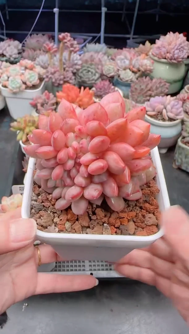 【闪购商品】5856凌雪缀化